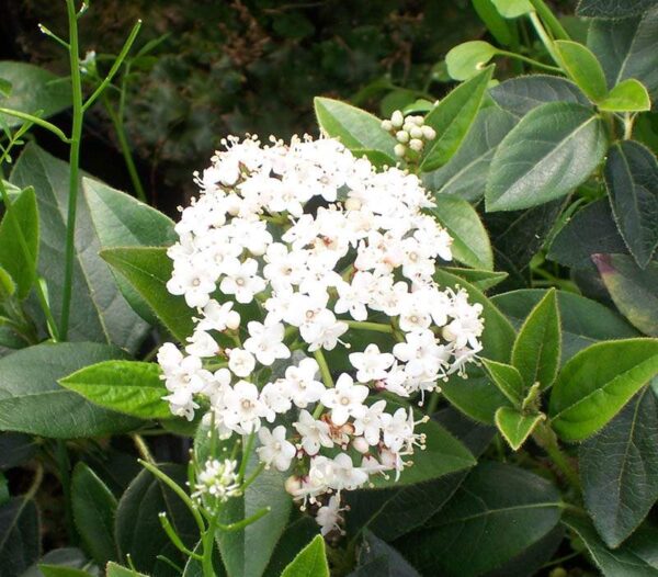 Téli Bangita - Viburnum tinus