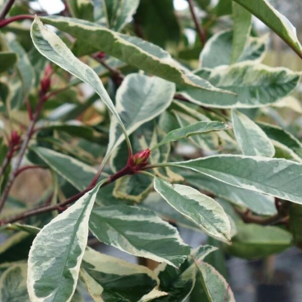 Korallberkenye - Photinia x fraseri 'Louise'®