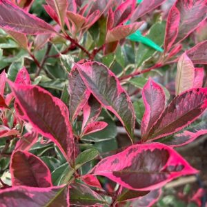 Photinia fraseri Pink Marble