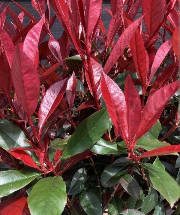 Korallberkenye - Photinia × fraseri 'Robusta Compacta'