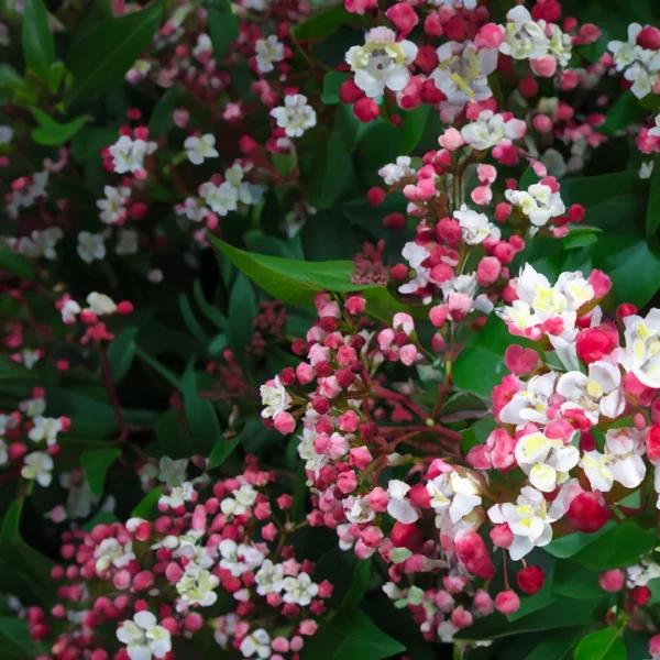 Téli Bangita - Viburnum tinus 'Eve Price'