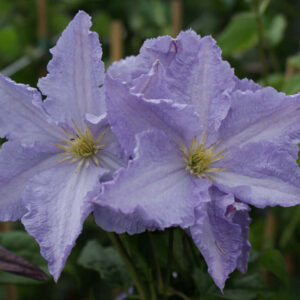 Iszalag - Clematis 'Blekitny Aniol'