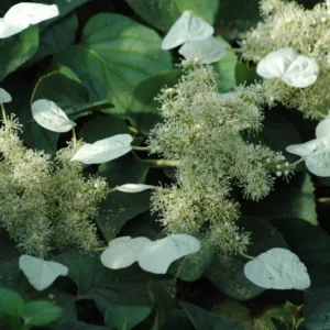 Japán kúszóhortenzia - Schizophragma hydrangeoides 'Moonlight'