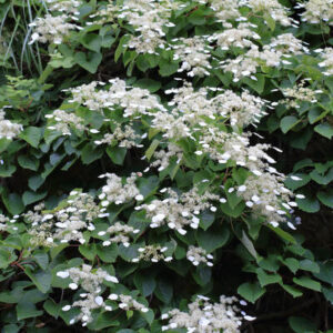 Japán kúszóhortenzia - Schyzophragma hydrangeoides 'Snow Sensation'®